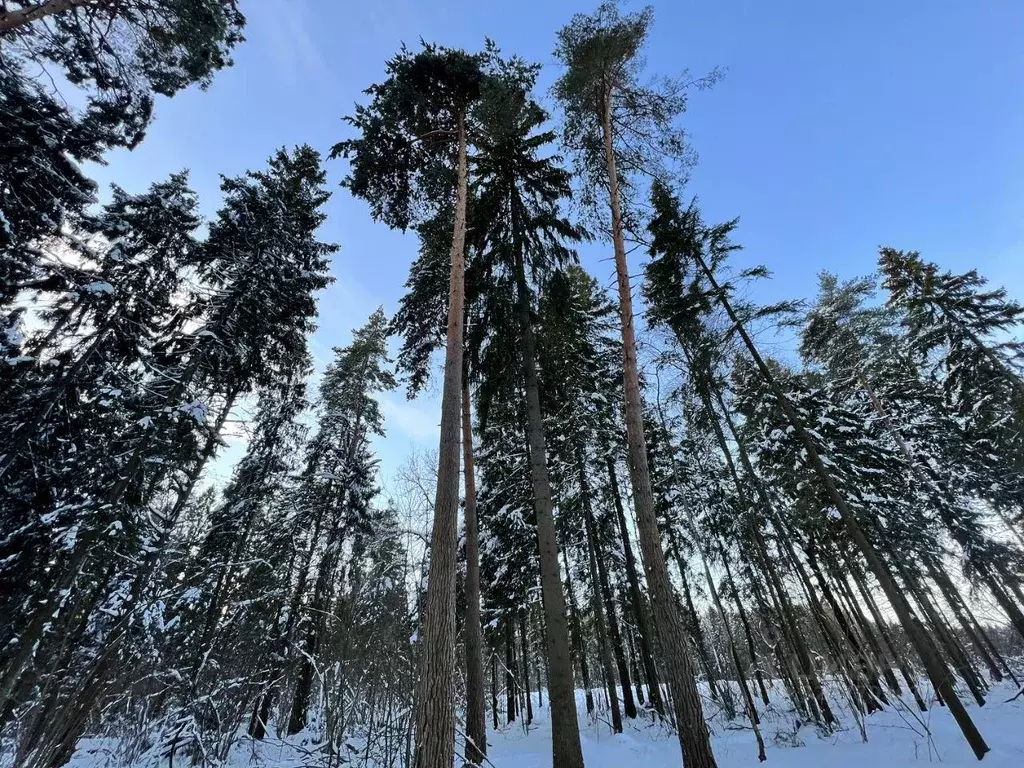 Участок, 7 сот., поселения (ижс) - Фото 1