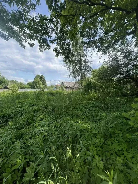 Участок в Ленинградская область, Волховский район, Усадищенское с/пос, ... - Фото 2
