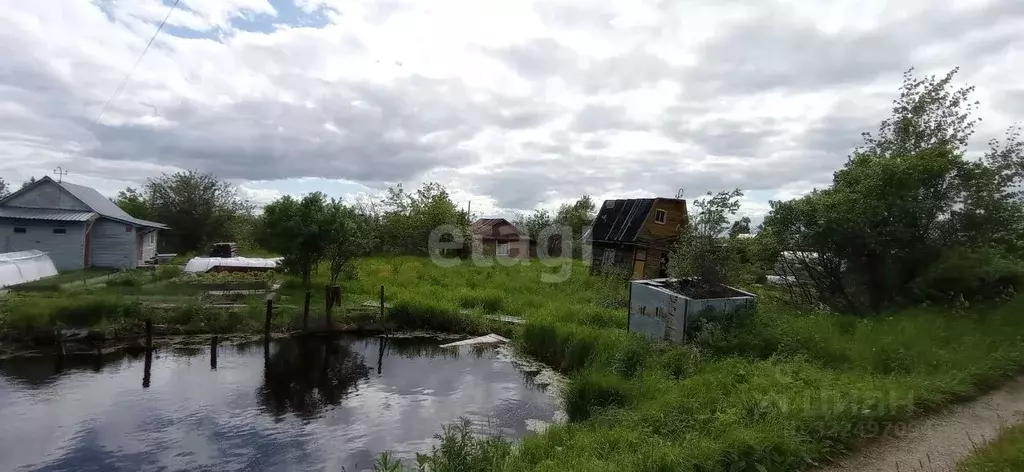 Участок в Вологодская область, Колос садоводческое товарищество  (5.2 ... - Фото 1
