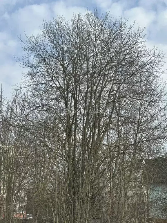 Участок в Санкт-Петербург, Санкт-Петербург, Пушкин Сад 2 ЛСХИ СНТ, 2-я ... - Фото 2