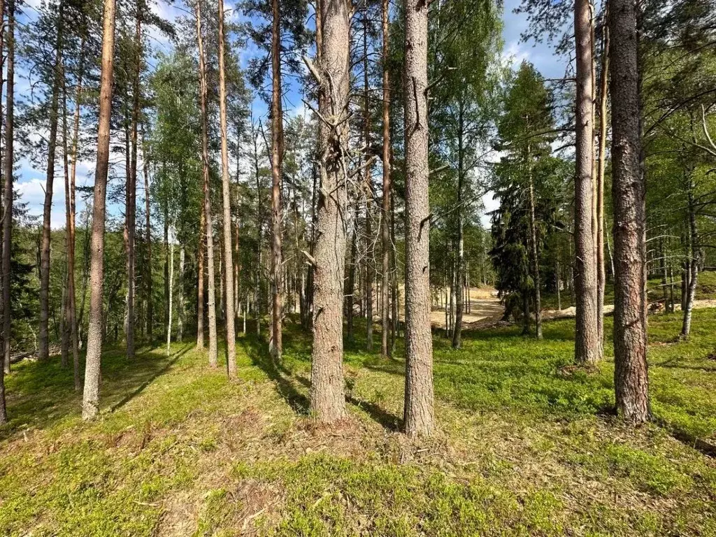 Участок в Ленинградская область, Всеволожский район, Куйвозовское ... - Фото 1