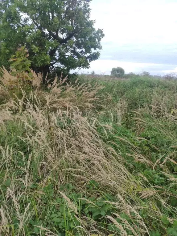 Участок в Псковская область, Порховский муниципальный округ, д. ... - Фото 2
