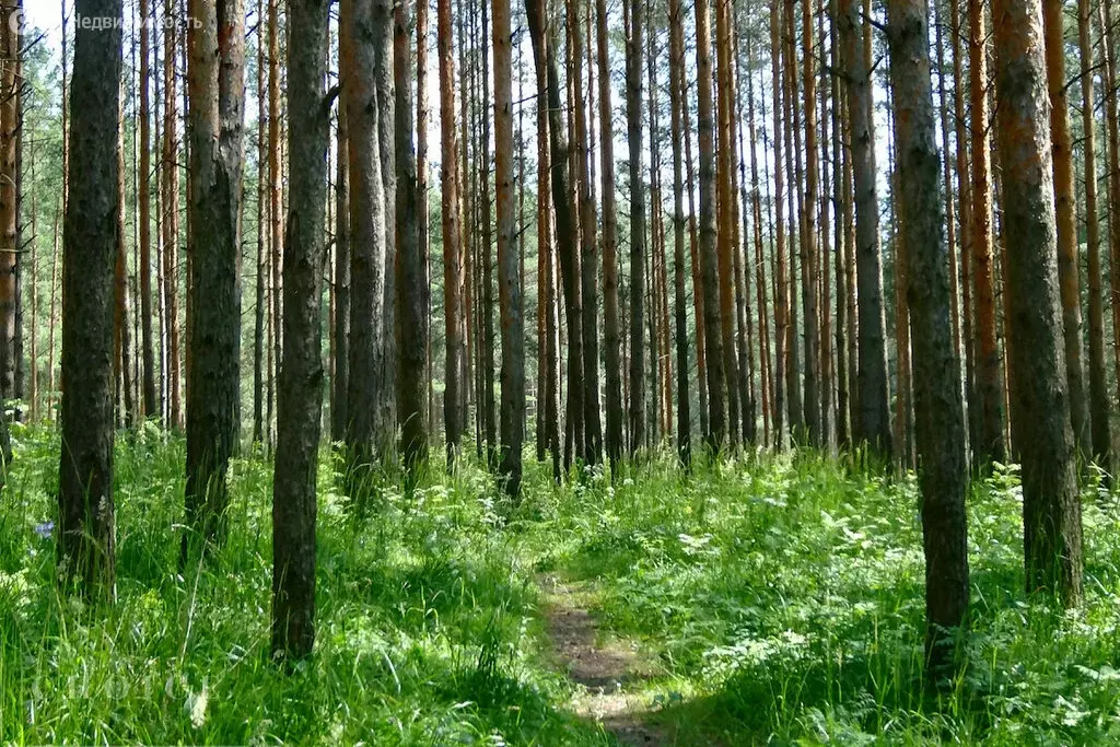 Участок в Одинцовский городской округ, садовое товарищество Лира (35 ... - Фото 1