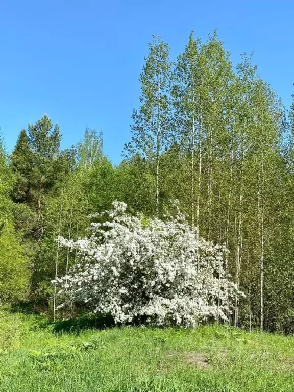 Дом в Кировская область, Куменское с/пос, д. Березник ул. Заречная, 23 ... - Фото 1