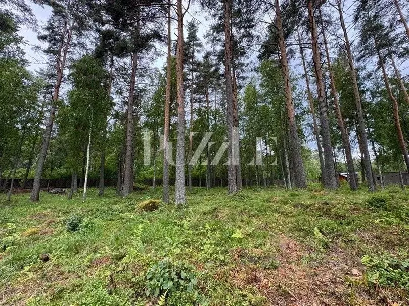 Участок в Ленинградская область, Приозерский район, Громовское с/пос, ... - Фото 2