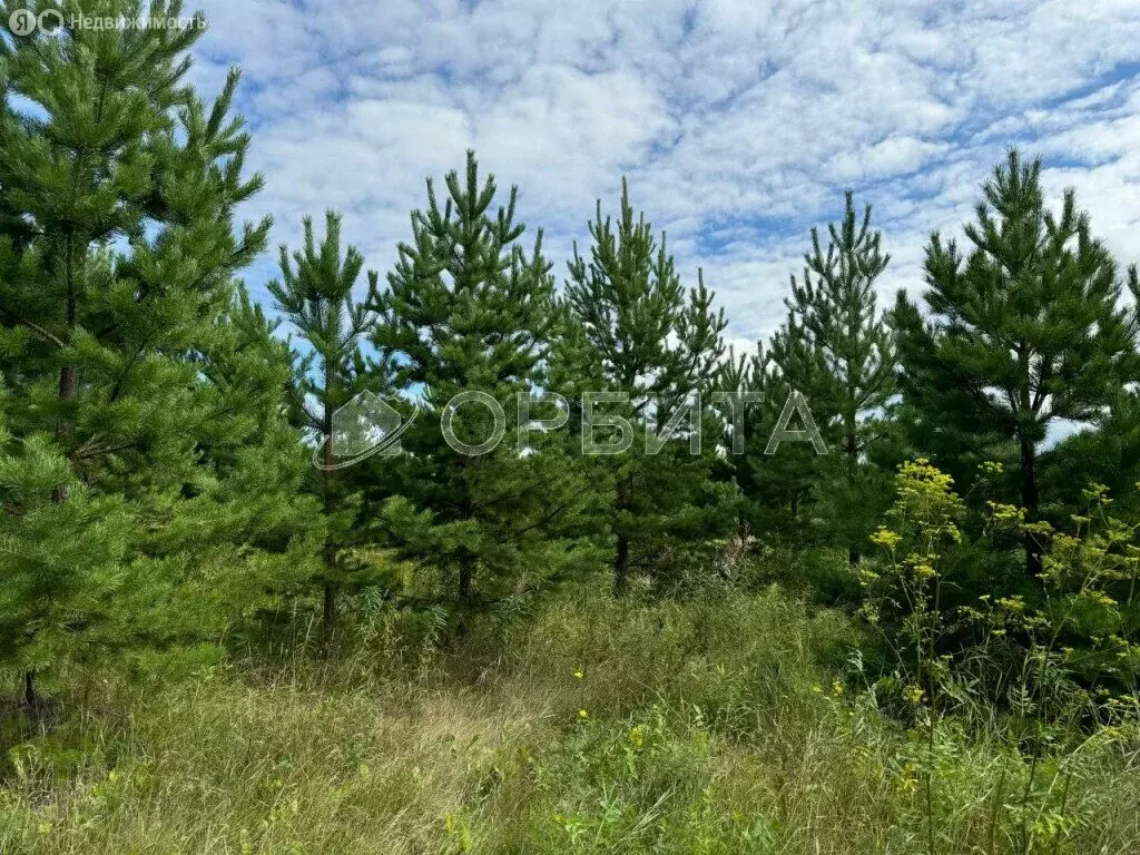 Участок в Тюменский район, село Салаирка (12 м) - Фото 1