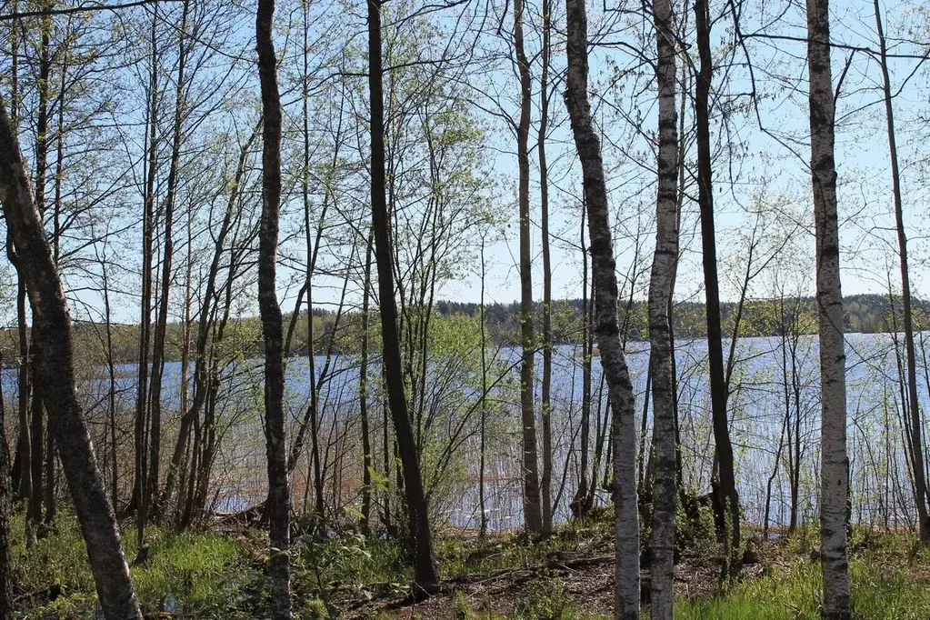 Участок в Ленинградская область, Приозерский район, Ромашкинское с/пос ... - Фото 1