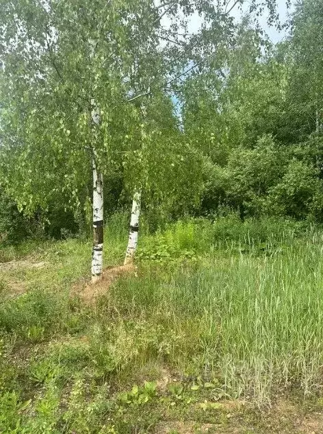 Участок в Московская область, Ногинск Богородский городской округ, ... - Фото 1