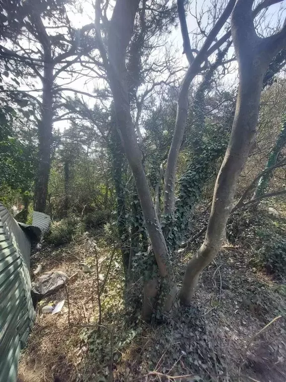 Участок в Крым, Ялта муниципальный округ, Восход пгт ул. Наташинская, ... - Фото 1