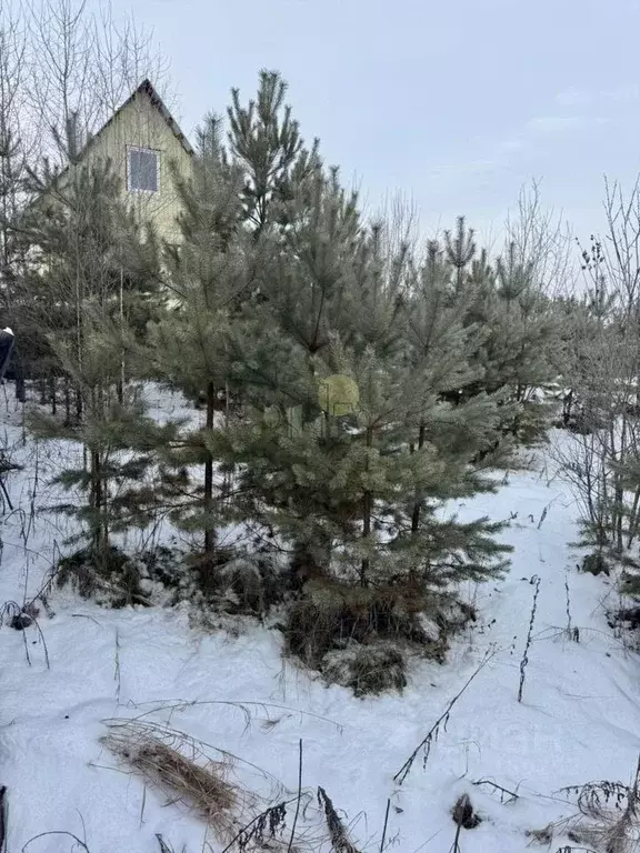 Участок в Иркутская область, Иркутский муниципальный округ, Росинка ... - Фото 0