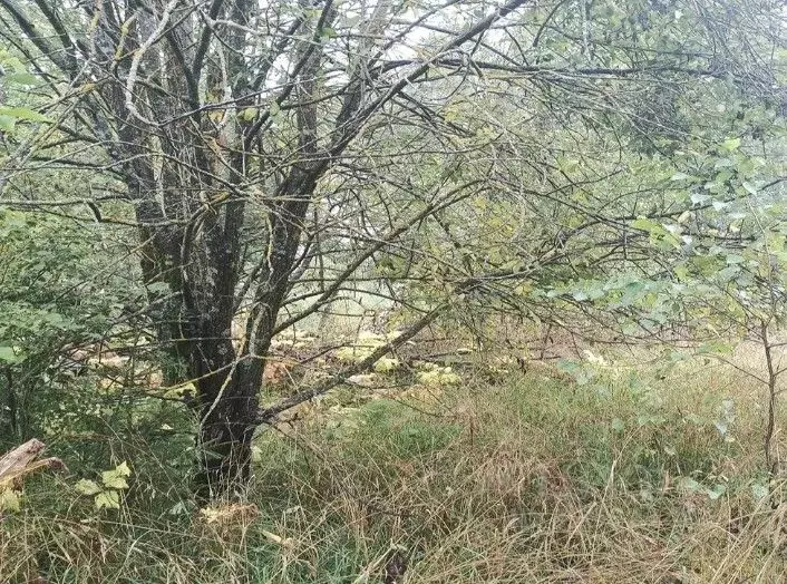 Участок в Московская область, Дмитровский муниципальный округ, д. ... - Фото 1