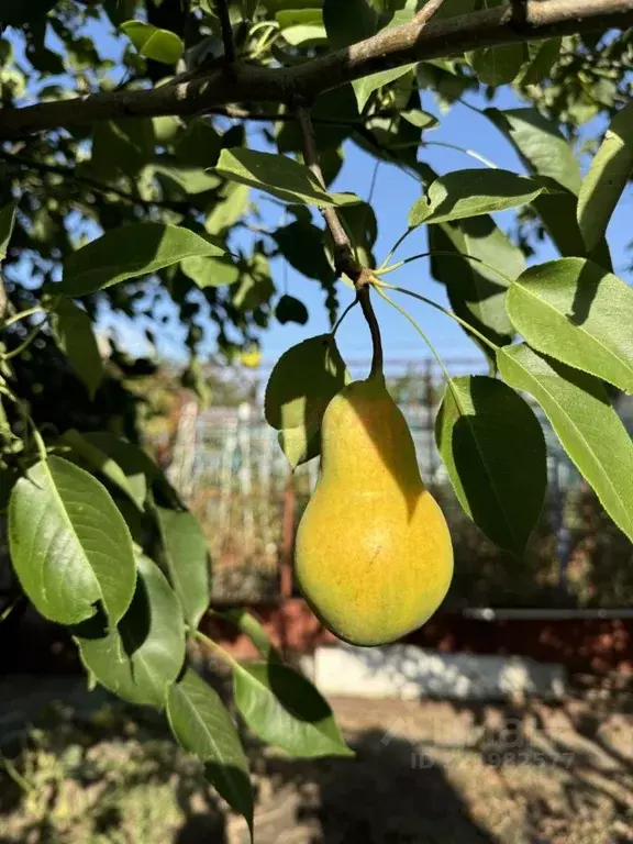Дом в Ростовская область, Волгодонск Мичуринец СНТ,  (12 м) - Фото 1