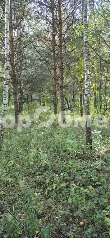 Участок в Московская область, Богородский городской округ, д. Ивашево, ... - Фото 2