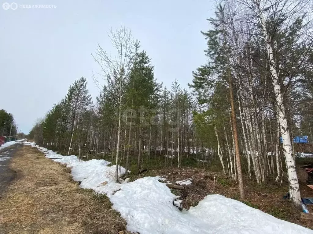 Участок в Архангельская область, Приморский муниципальный округ, СНТ ... - Фото 1