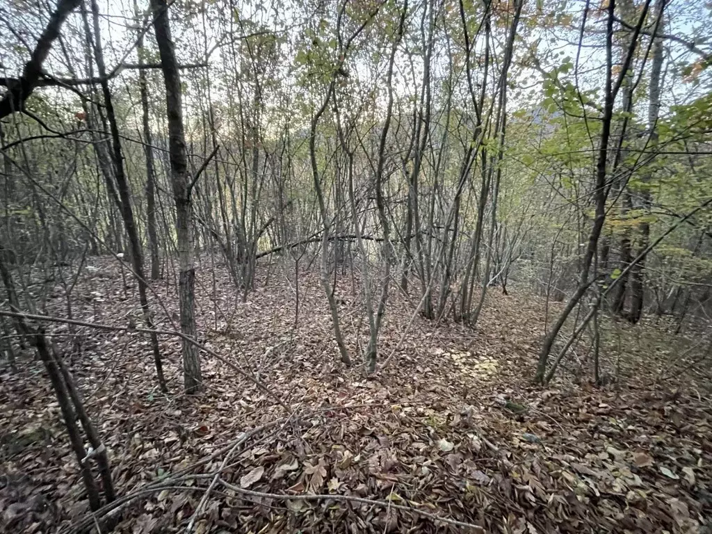 Участок в Краснодарский край, Геленджик муниципальное образование, с. ... - Фото 1