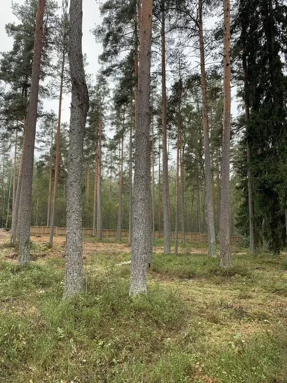 Участок в Ленинградская область, Приозерский район, пос. Мичуринское ... - Фото 1
