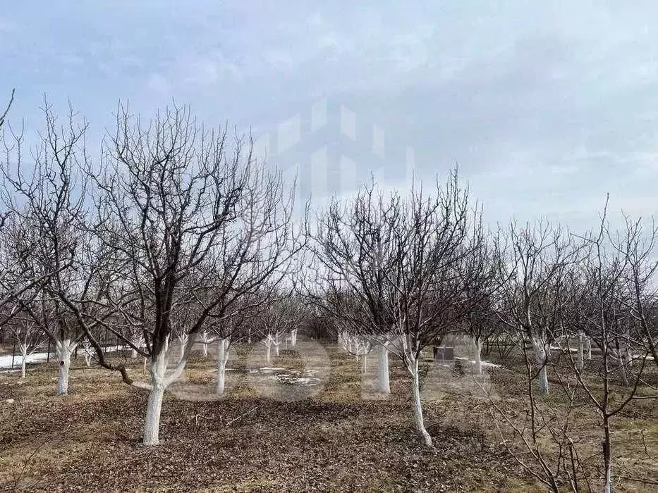 Дом в Воронежская область, Каширский район, Дзержинское с/пос, ... - Фото 2