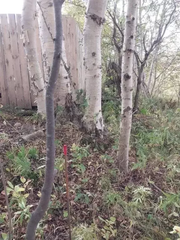 Участок в Сахалинская область, Макаров Макаровский район, Хабаровская ... - Фото 2
