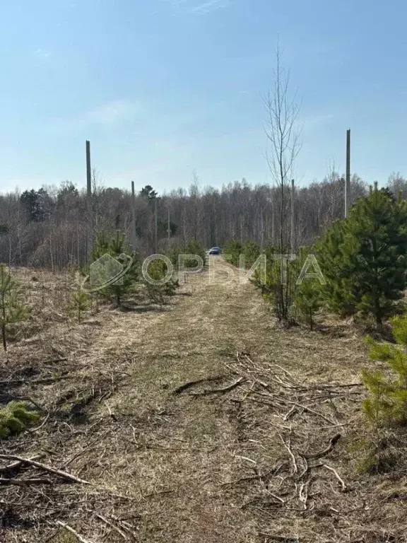 Участок в Тюменская область, Тюменский муниципальный округ, с. Княжево ... - Фото 2