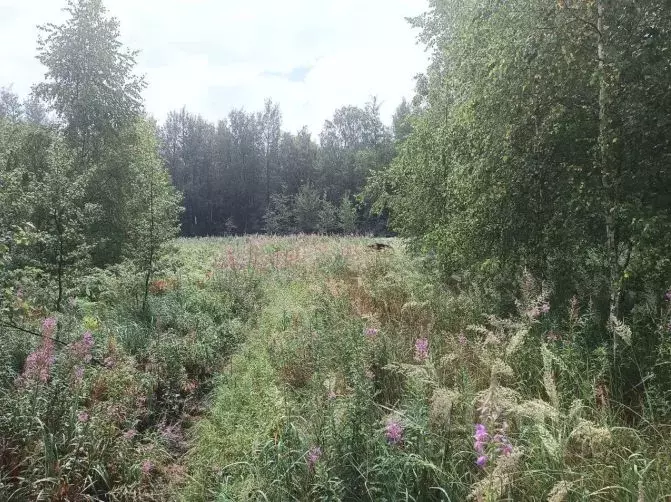 Участок в Московская область, Орехово-Зуевский городской округ, д. ... - Фото 2