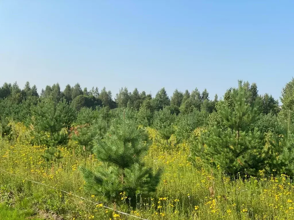 Участок в Московская область, Раменское Дергаево-3 кп,  (6.0 сот.) - Фото 0