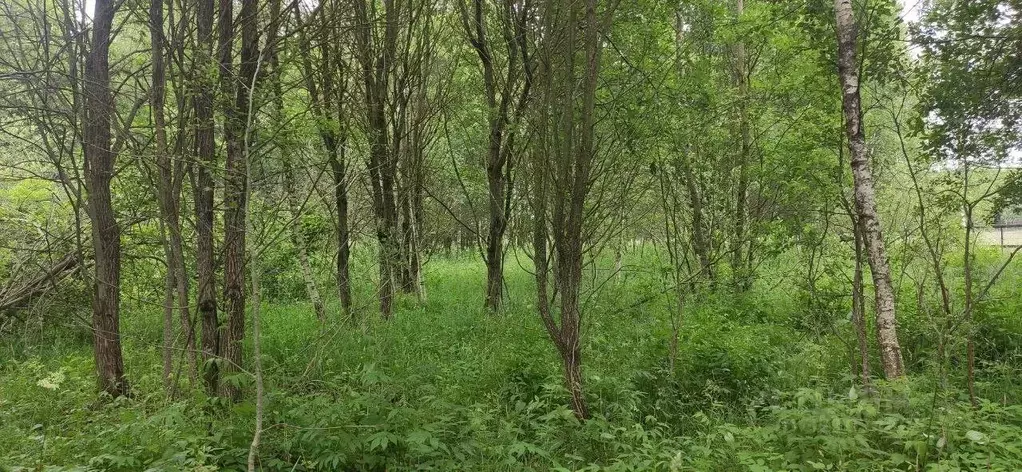 Участок в Московская область, Талдомский городской округ, д. ... - Фото 0