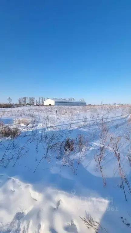Участок в Амурская область, Благовещенский район, с. Волково  (19.01 ... - Фото 0