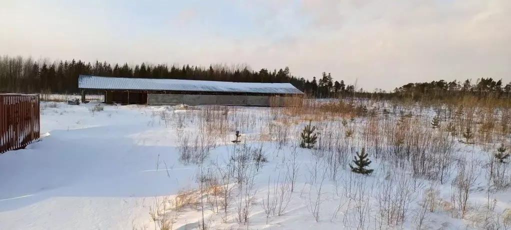 Участок в Ханты-Мансийский АО, Нижневартовск  (55.0 сот.) - Фото 0