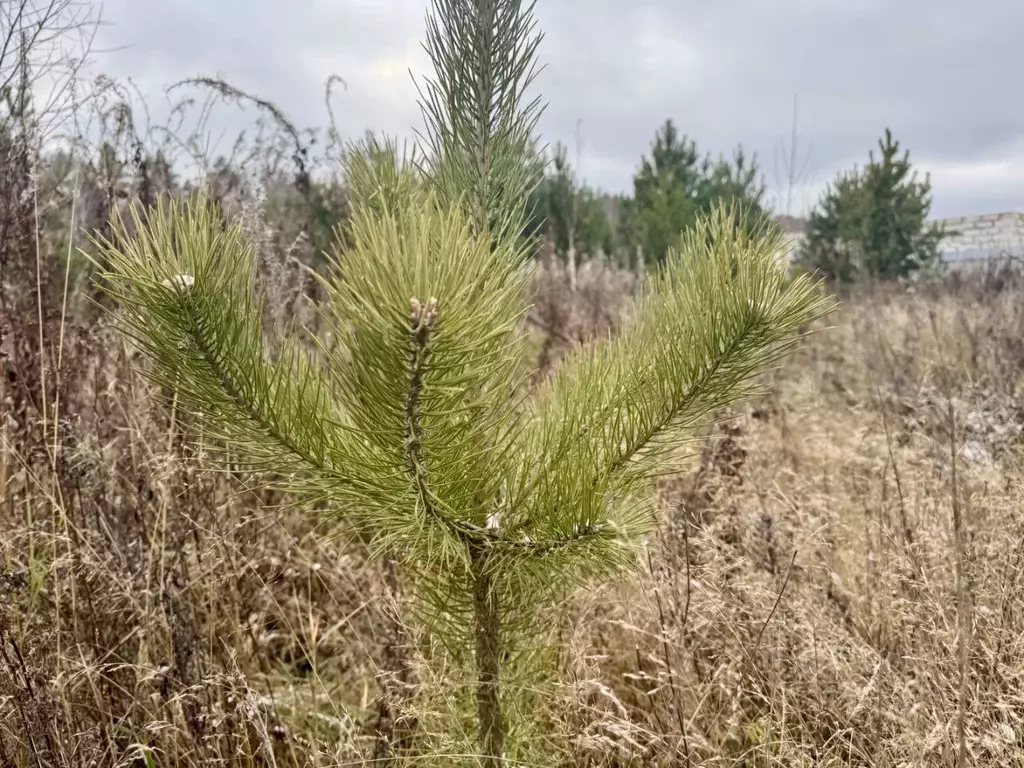 Участок в Свердловская область, Березовский муниципальный округ, пос. ... - Фото 2