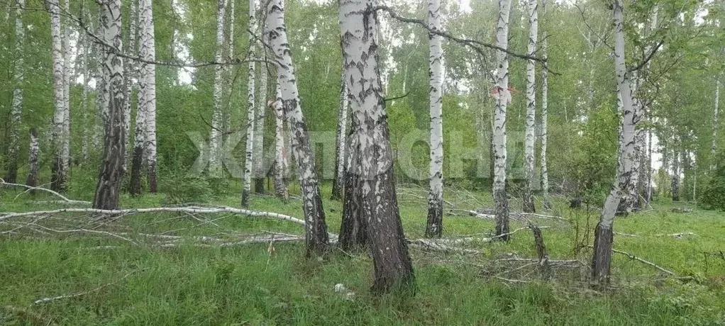 Участок в Новосибирская область, Новосибирский район, Мочищенский ... - Фото 2