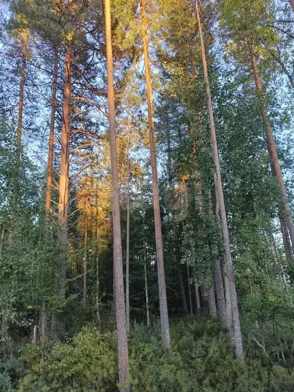 Участок в Коми, Сыктывкар городской округ, Верхняя Максаковка пгт 5-я ... - Фото 1