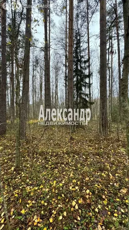 Участок в Ларионовское сельское поселение, садовые участки (10 м) - Фото 0