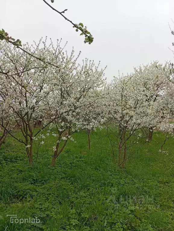 Дом в Калининградская область, Полесский муниципальный округ, пос. ... - Фото 2