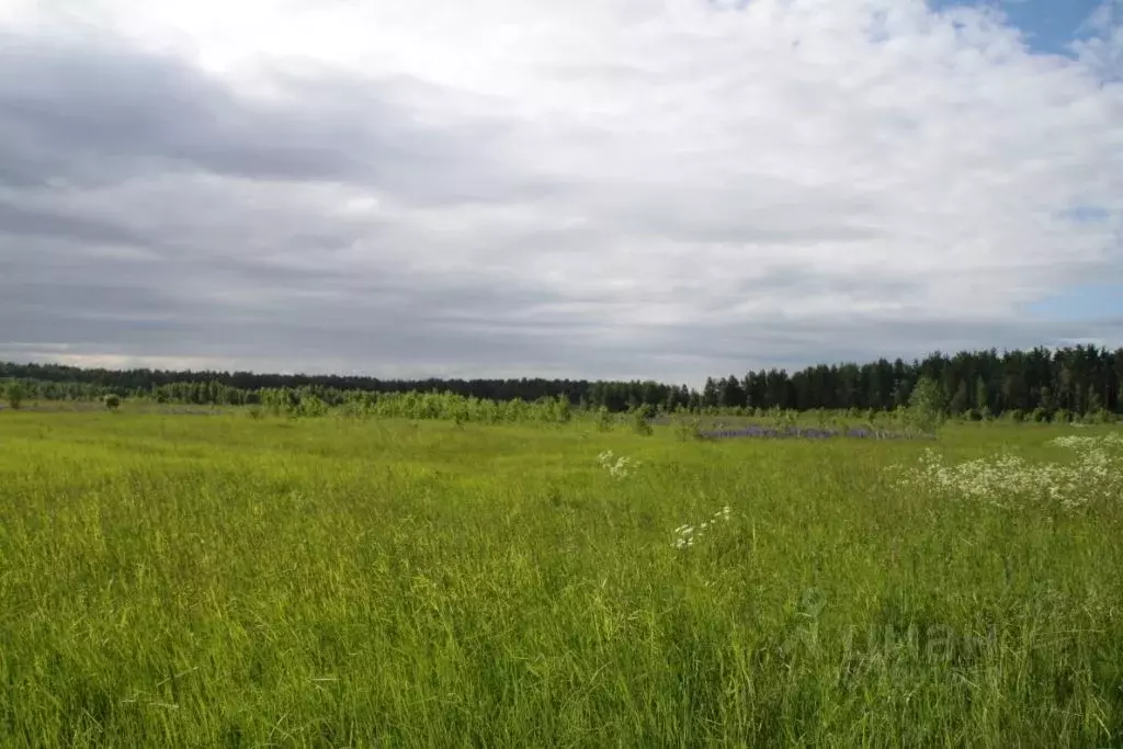 Участок в Владимирская область, Александровский район, д. Большое ... - Фото 1