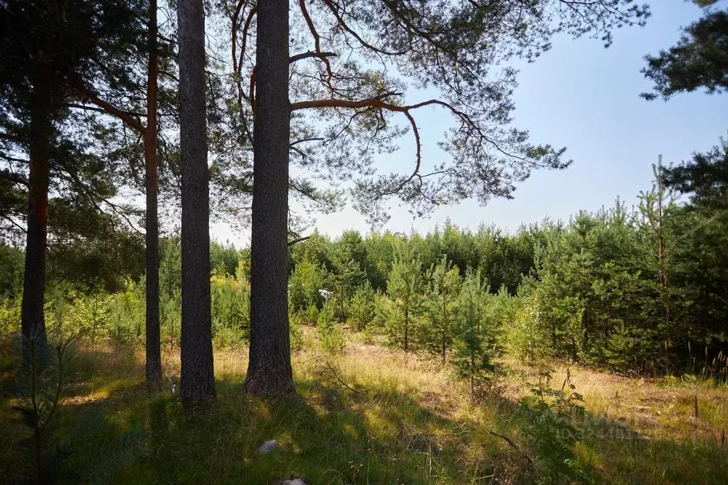 Участок в Ленинградская область, Выборгский район, Первомайское с/пос, ... - Фото 2