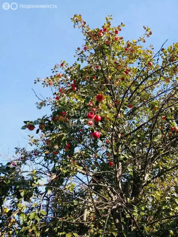 Участок в Челябинск, СНТ Тракторосад № 3, 54-я дорога (4 м) - Фото 1