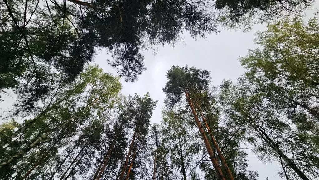 Участок в Московская область, Раменский муниципальный округ, Фенино ... - Фото 0
