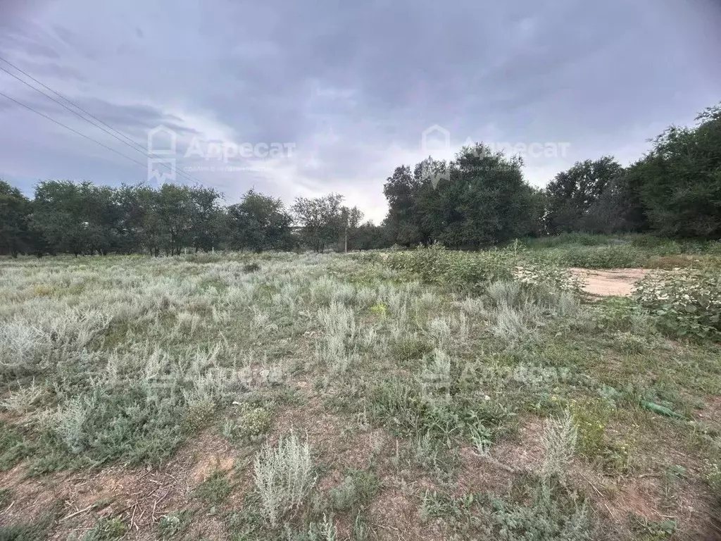 Участок в Волгоградская область, Городищенский район, Царицынское ... - Фото 2