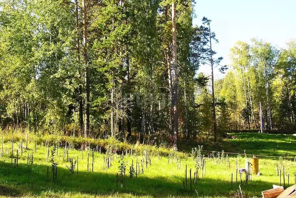 Участок в Новосибирская область, Новосибирский район, Барышевский ... - Фото 0