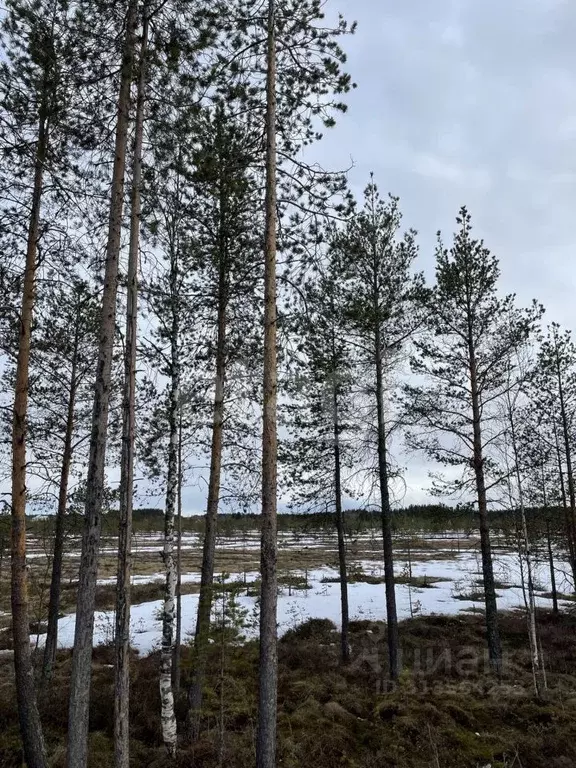 Участок в Архангельская область, Архангельск Исакогорка коллектив ... - Фото 0