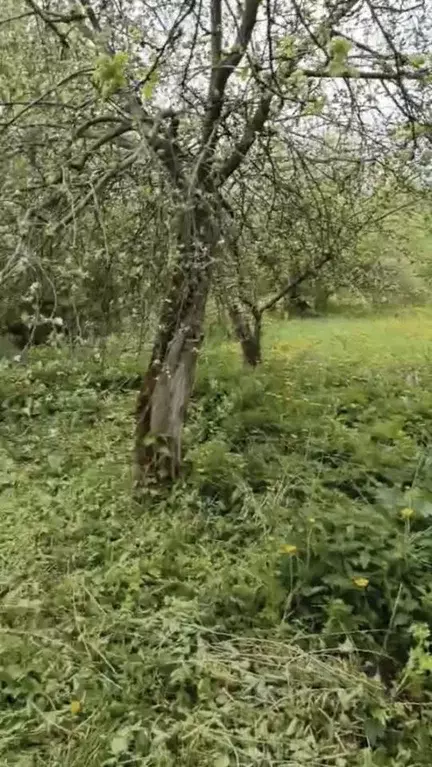 Участок в Тульская область, Тула городской округ, с. Обидимо ул. ... - Фото 2