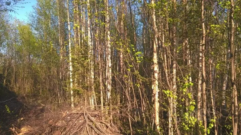 Участок в Архангельская область, Архангельск пл. Ленина (7.0 сот.) - Фото 0