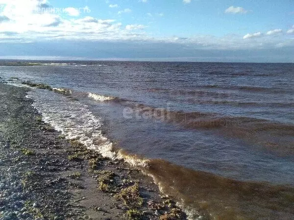 Участок в Новгородская область, Шимское городское поселение, деревня ... - Фото 1