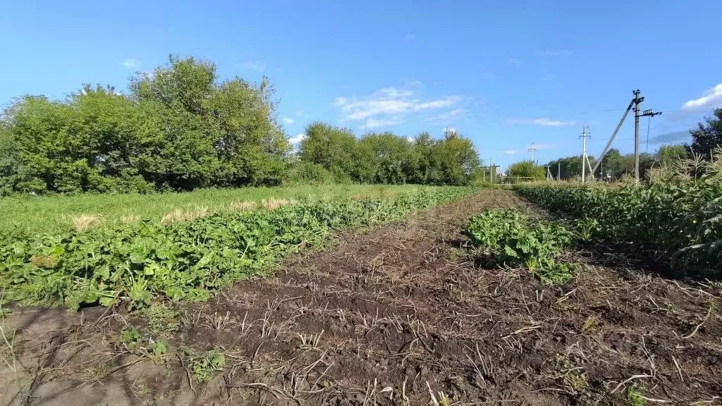 Участок в Белгородская область, Прохоровский район, с. ... - Фото 1