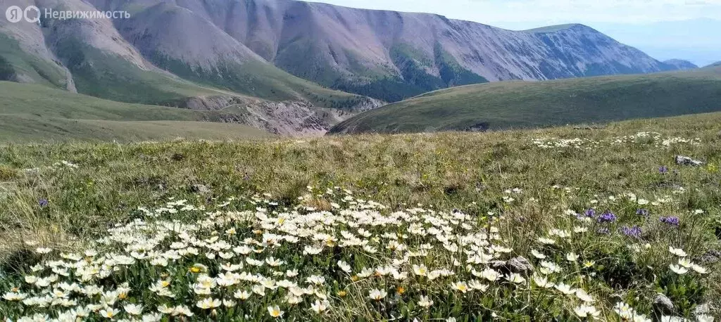 Участок в Республика Алтай, село Кош-Агач (28 м) - Фото 1
