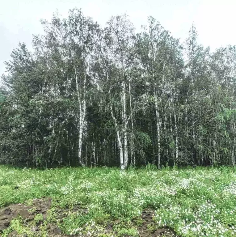 Участок в Тюменская область, Тюменский район, с. Горьковка Сибирская ... - Фото 0