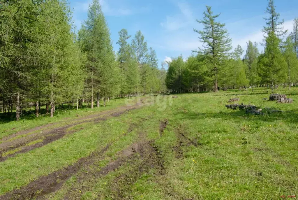 участок в алтай, усть-канский район, с. белый ануй (5836.9 сот.) - Фото 1