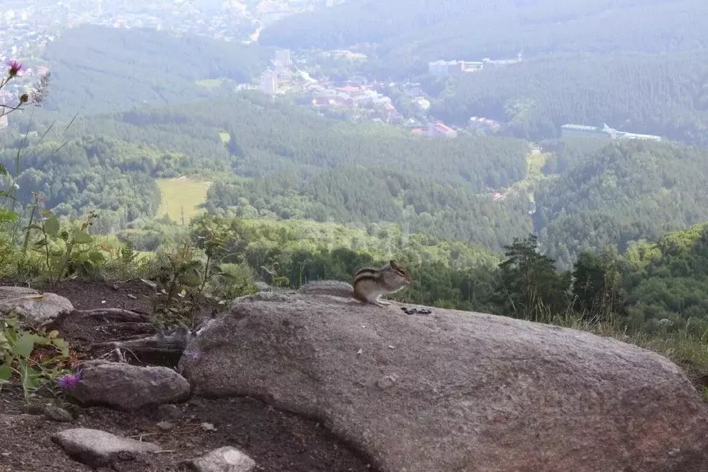 Участок в Алтайский край, Белокуриха Центральная ул. (15.2 сот.) - Фото 1