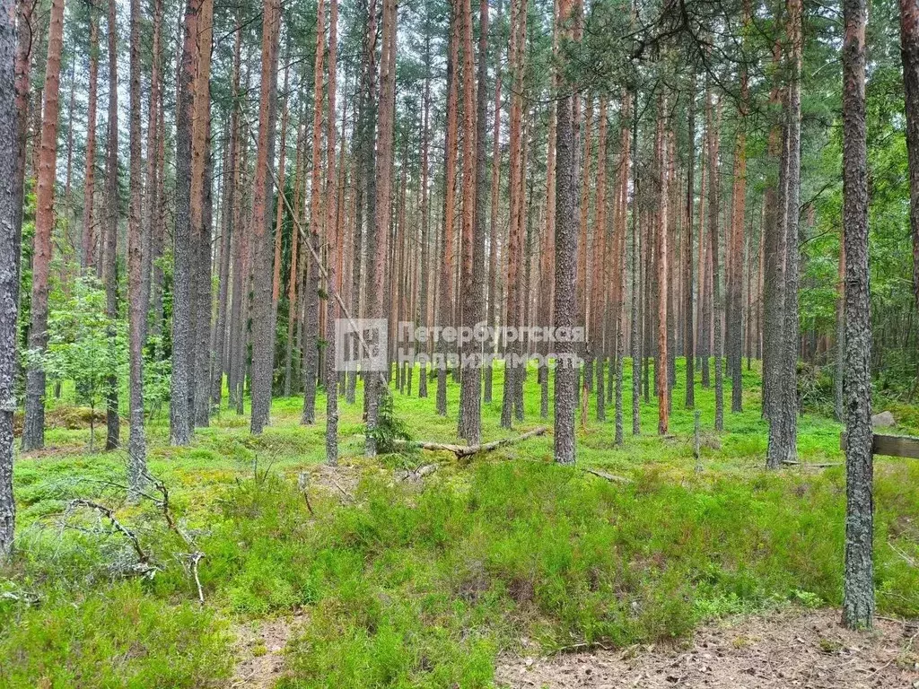 Участок в Ленинградская область, Высоцк Выборгский район, Пригородная ... - Фото 1