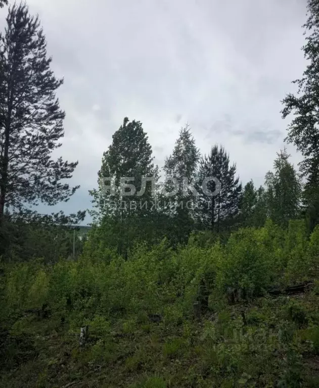 Участок в Пермский край, Березники № 99 СНТ,  (9.6 сот.) - Фото 1